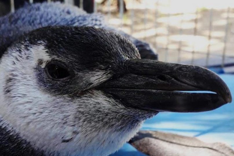 cda-resgata-pinguim