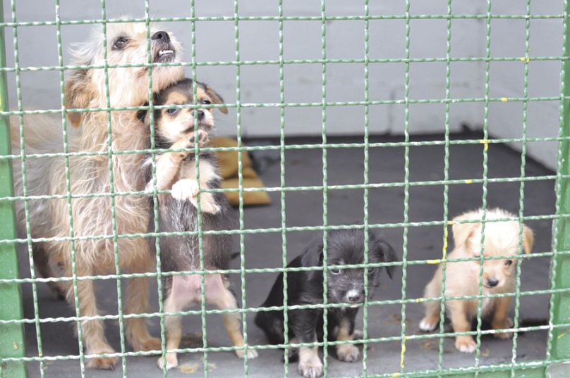 Centros de Zoonoses  fazem serviços para prevenir e controlar doenças provindas da transmissão entre animais e pessoas. Imagem ilustrativa: Reprodução