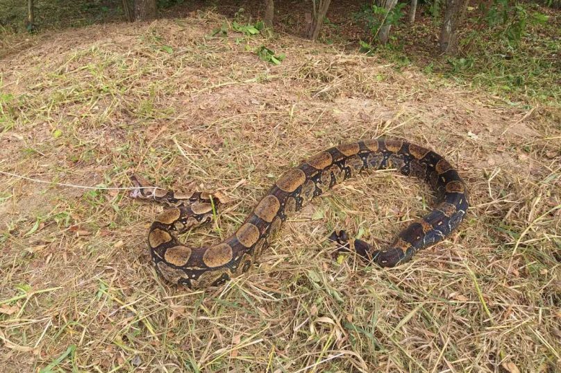 O animal resgatado possui cerca de 2,5 metros. Imagem: Prefeitura de São Pedro da Aldeia | Divulgação