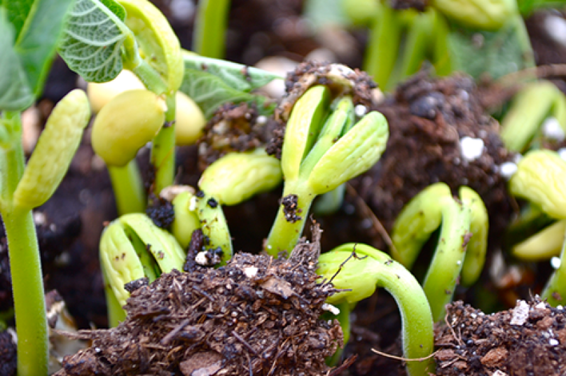 como-plantar-feijao