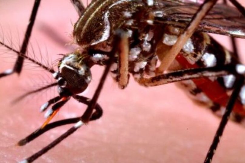 cropped-smh-aedes_reduzida.jpg