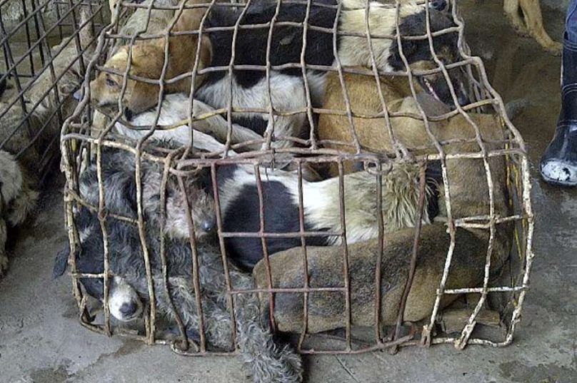 crueldade animais
