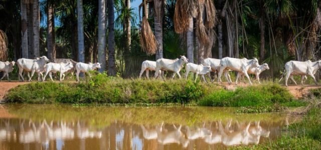 Parintins Agropecuária estará presente na Expoferr