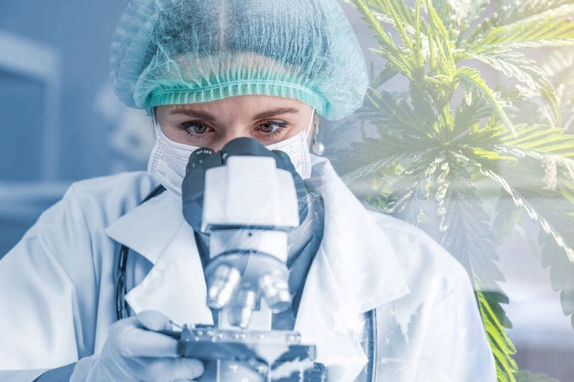 Acesso à Cannabis medicinal cresce e exige segurança