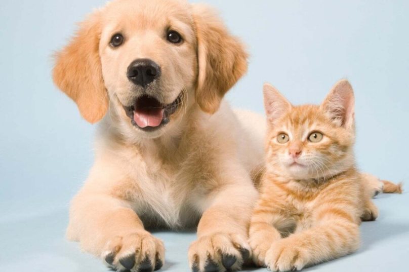Pets devem ter cuidados redobrados por conta das altas temperaturas