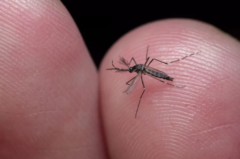 dengue