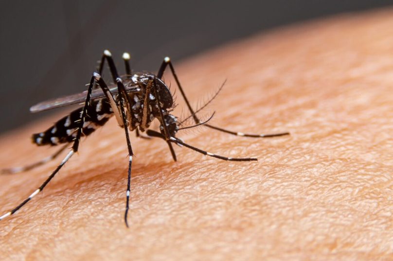 Mosquito da dengue / Reprodução-Internet