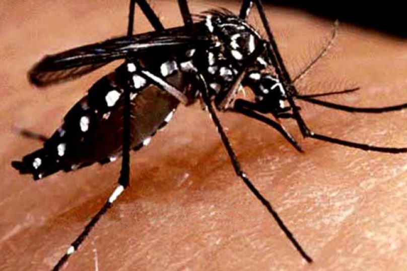 dengue