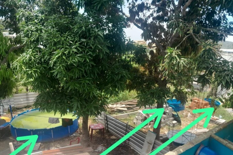 dengue tucuns