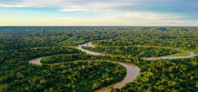 Cultivo da palma recupera áreas degradadas da Amazônia