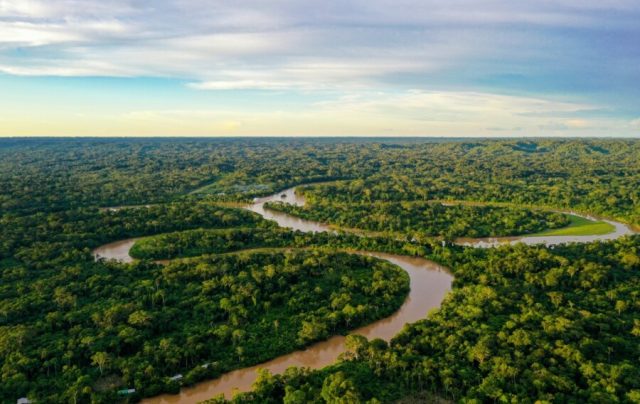 Cultivo da palma recupera áreas degradadas da Amazônia