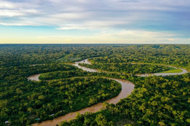 Cultivo da palma recupera áreas degradadas da Amazônia