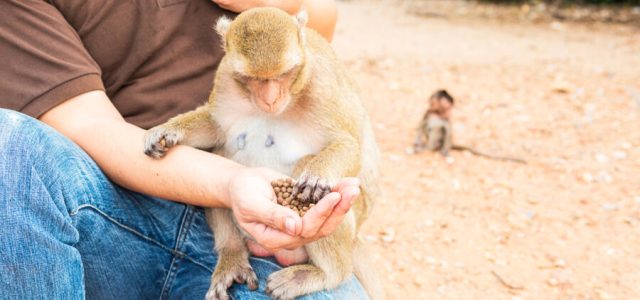 Foz ganha novo espaço de conexão com a natureza e animais