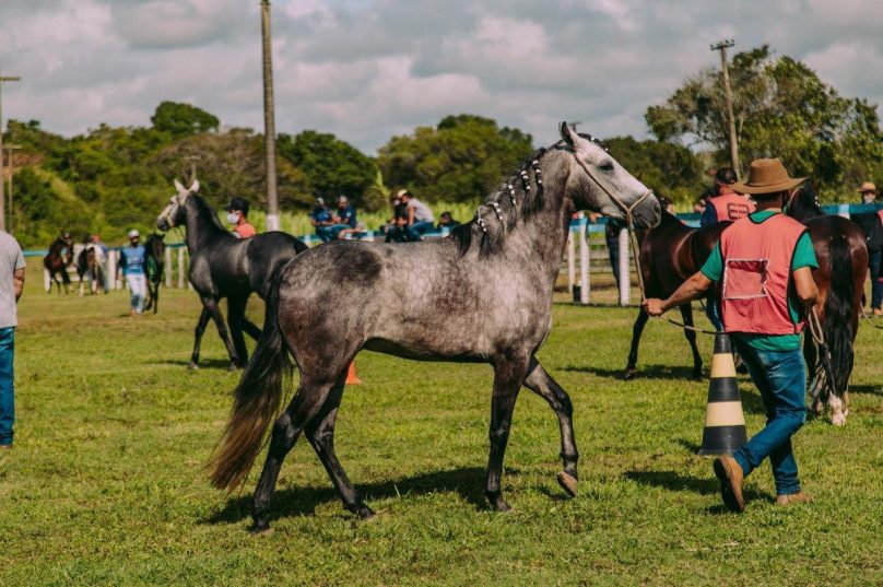 Evento já conta com 140 animais inscritos. Foto Divulgação
