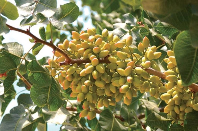 História das azeitonas revela aprimoramento na produção