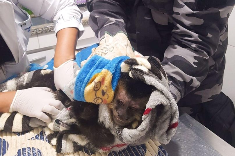 Temporariamente, o macaco ficará em posse da Secretaria de Meio Ambiente aldeense até que o INEA averigue a situação legal e defina o destino do animal.