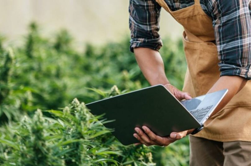 Novas RDCs da Anvisa aquecem mercado de cannabis medicinal