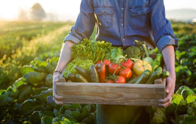 Dia do agricultor é um reconhecimento aos que produzem alimentos para o mundo