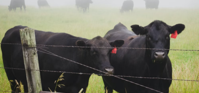 Fosfato bicálcico impulsiona produção de carne no Brasil