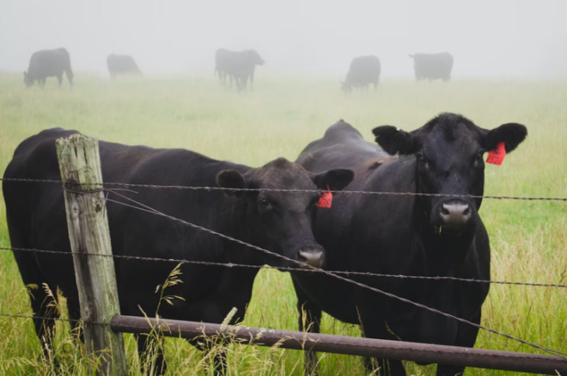 Fosfato bicálcico impulsiona produção de carne no Brasil