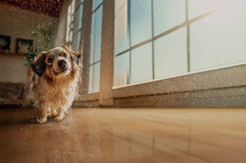Pisos laminados Eucafloor agora têm resistência total à água