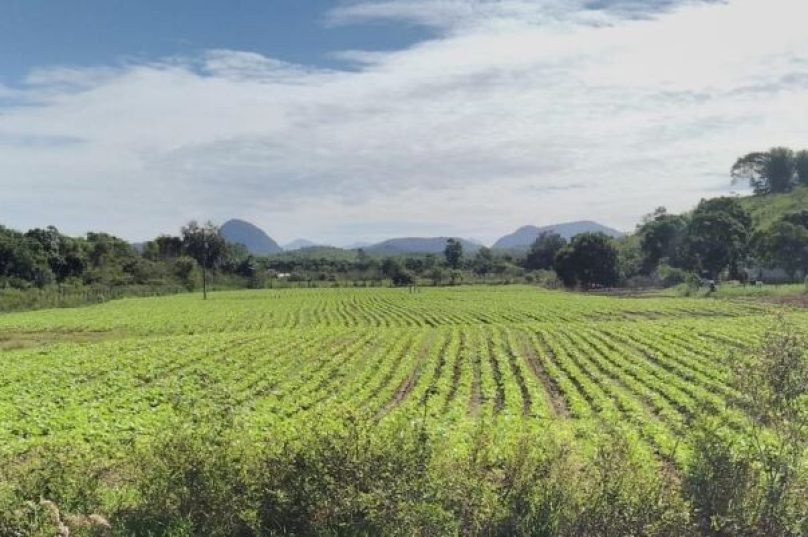 feijão rio dasostras