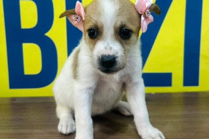 Feira de adoção de cães e gatos acontece neste sábado na Praça Santos Dumont em Búzios das 9h às 13h / Crédito da Imagem: Divulgação