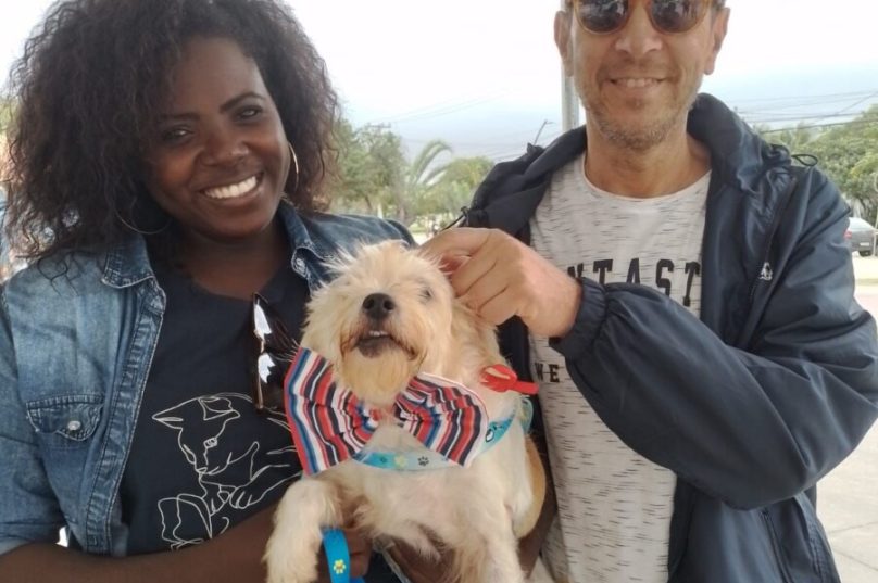 feira de adoção de animais em búzios