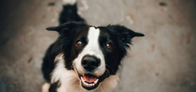 Elanco lança medicamento para dermatite em cães