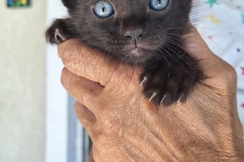 gatinho de pelo preto e olhos azuis