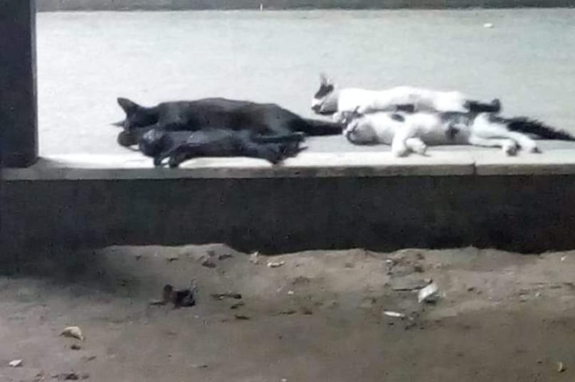 Gatos encontrados mortos dentro da escola/ Imagem reprodução da internet