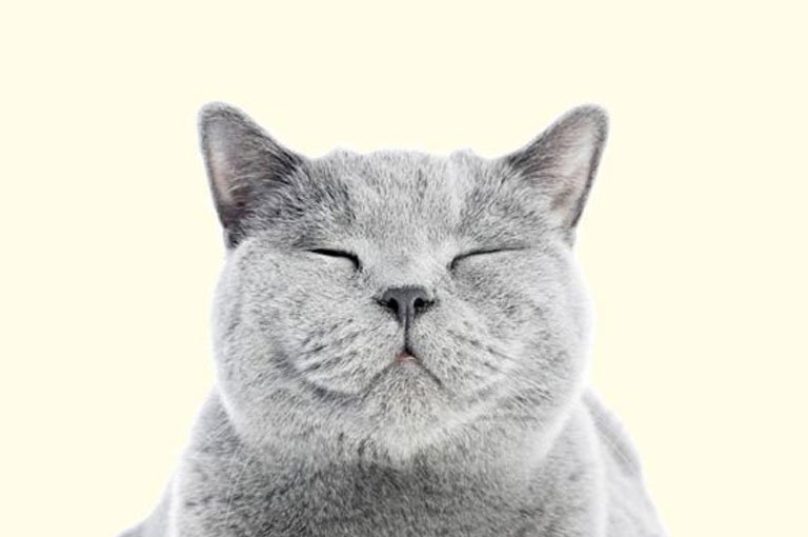 gato fofo