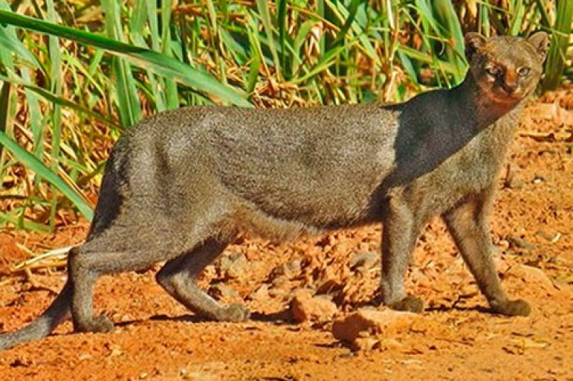 gato-mourisco