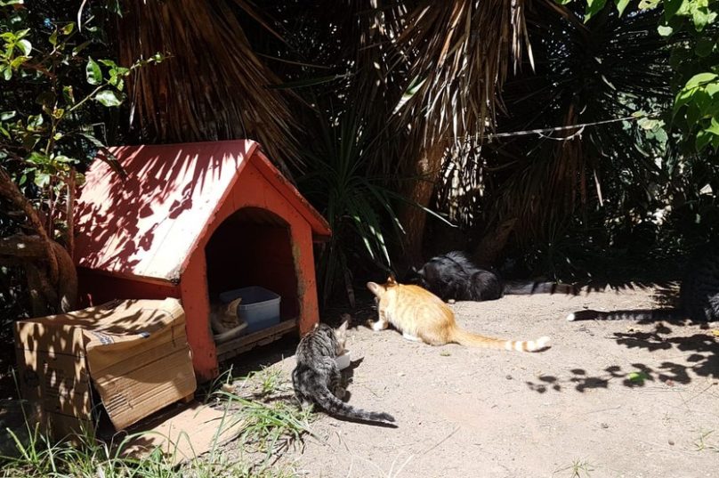 gatos-serao-ajudados-por-bazar-beneficente-em-cabo-frio
