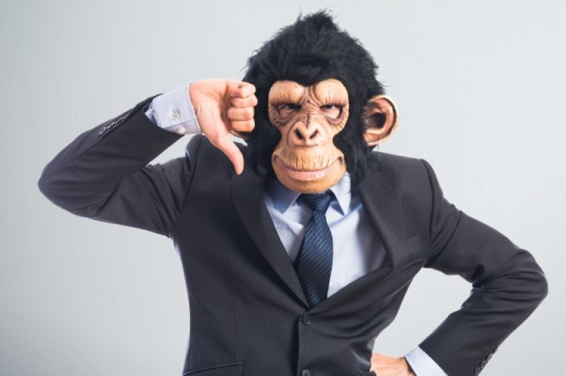 Não mate macacos. Quem transmite a febre amarela é só o mosquito