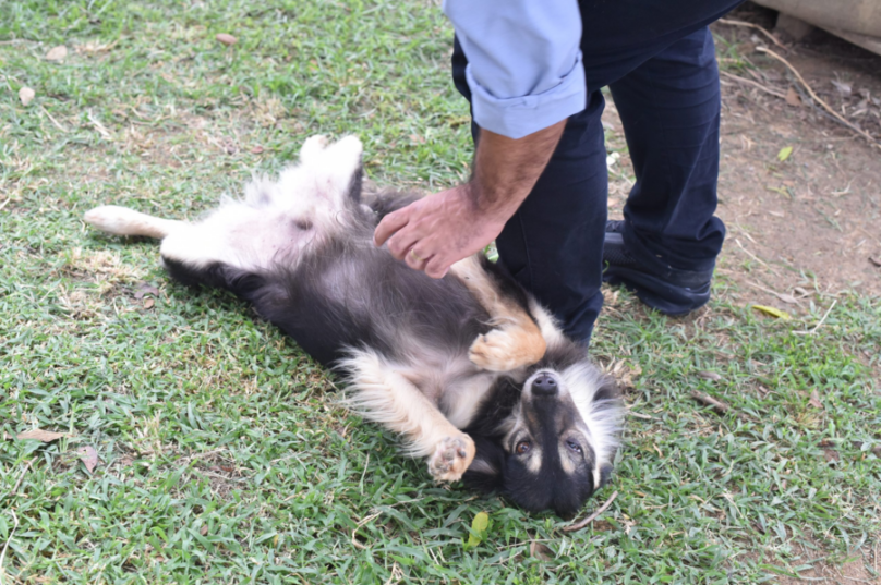 Cabo Frio recebe o projeto "Castra Mais Rio", oferecendo castração gratuita para cães e gatos. Inscrições abertas / foto divulgação