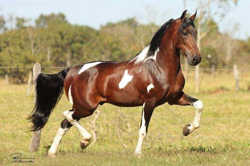 Imagem: Reprodução | Animal Business Brasil