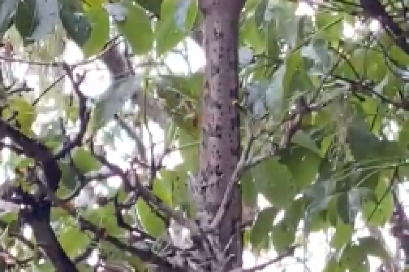 jiboia búzios