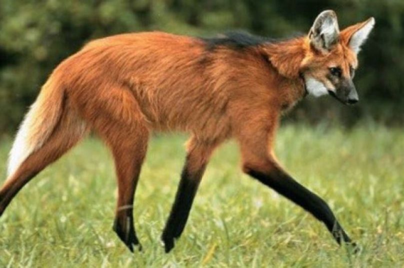 lobo-guará