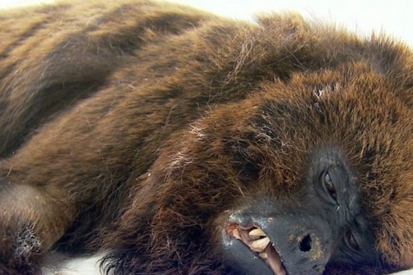 macaco_interna