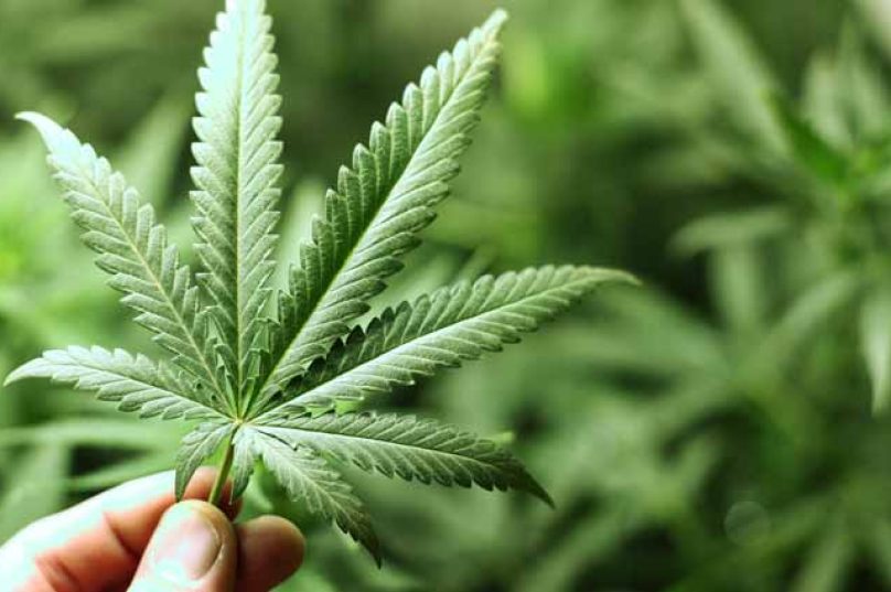 maconha