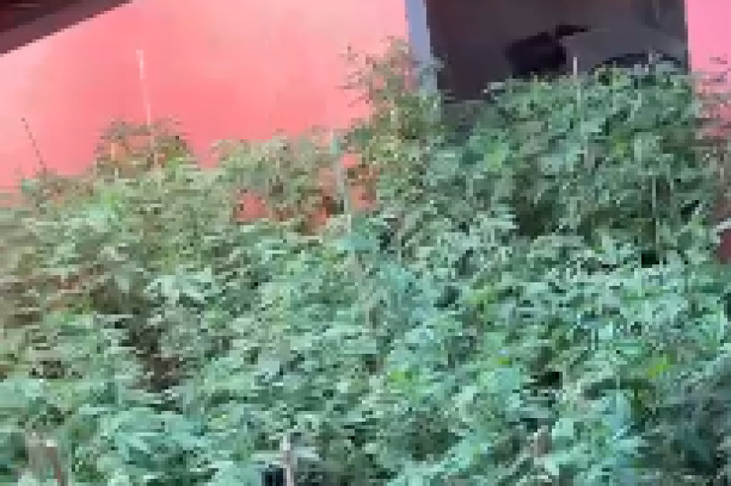 maconha em búzios