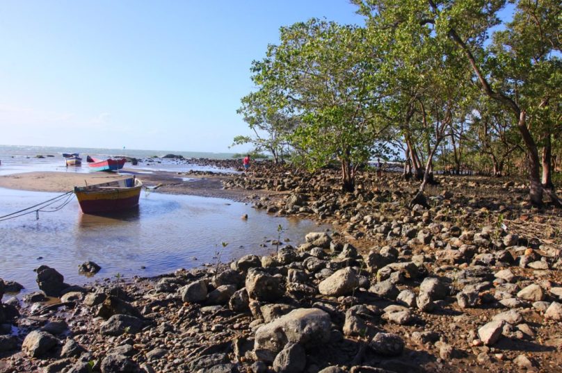 mangue