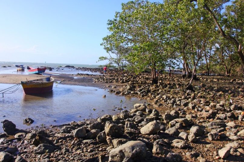 mangue_de_pedra_-_creditos_ronald_pantoja