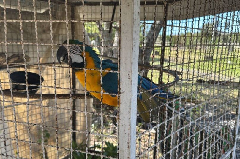 Inea resgata arara canindé e filhote de mão-pelada em Cabo Frio; responsável foi autuada e multa pode chegar a R$ 10 mil / divulgação