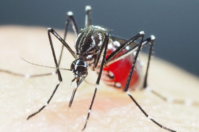 mosquito dengue