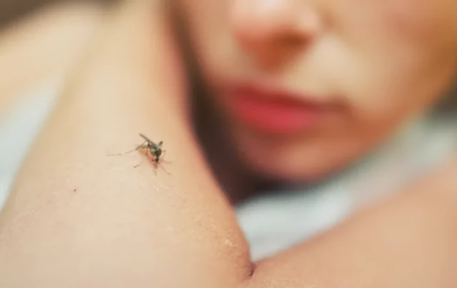 mosquitos-no-verao-como-combate-los-de-forma-eficiente_538x358