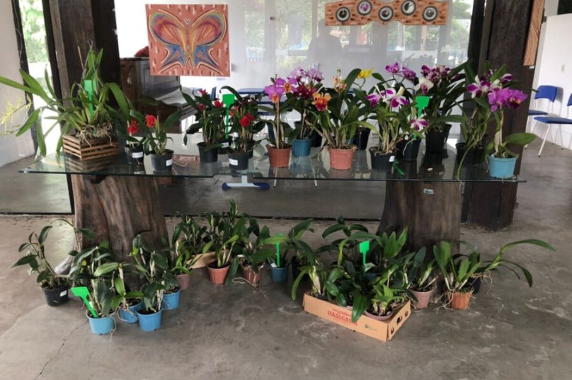 orquídeas búzios zanine 2