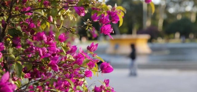 Primavera: a estação das flores começa nesta quinta-feira (22), às 22h04