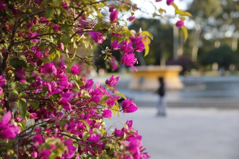 Primavera: a estação das flores começa nesta quinta-feira (22), às 22h04